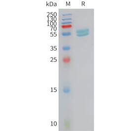 SDS-PAGE - Recombinant Human Interferon alpha 2 Protein (Fc Tag) (A325012) - Antibodies.com