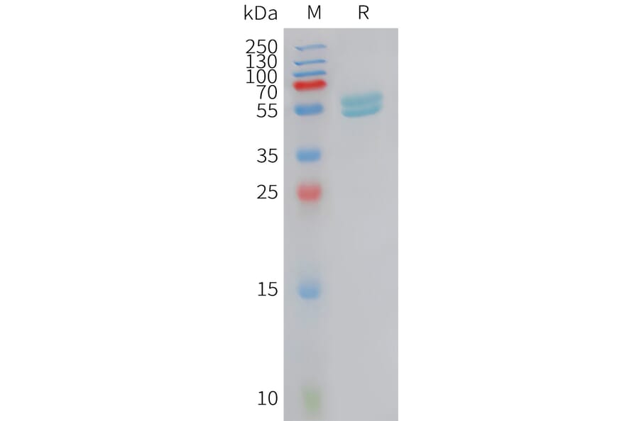 SDS-PAGE - Recombinant Human Interferon alpha 2 Protein (Fc Tag) (A325012) - Antibodies.com