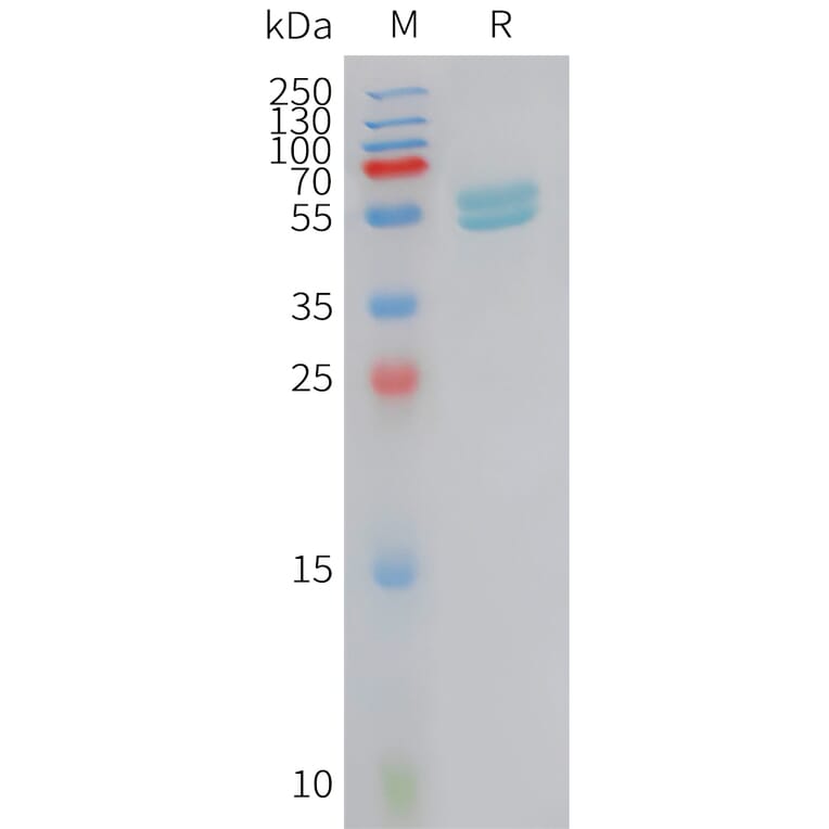 SDS-PAGE - Recombinant Human Interferon alpha 2 Protein (Fc Tag) (A325012) - Antibodies.com