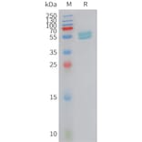 SDS-PAGE - Recombinant Human Interferon alpha 2 Protein (Fc Tag) (A325012) - Antibodies.com