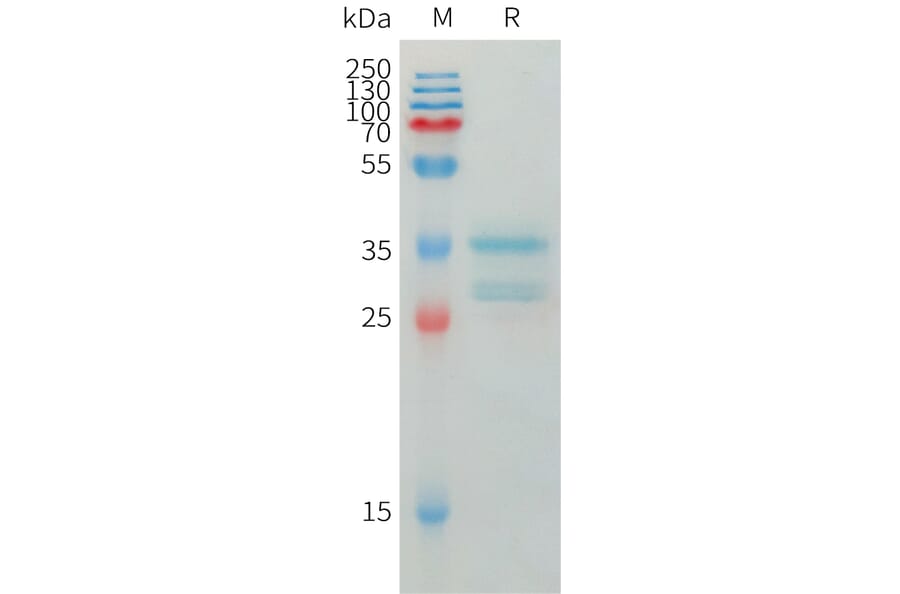 SDS-PAGE - Recombinant Human IP10 Protein (Fc Tag) (A325013) - Antibodies.com
