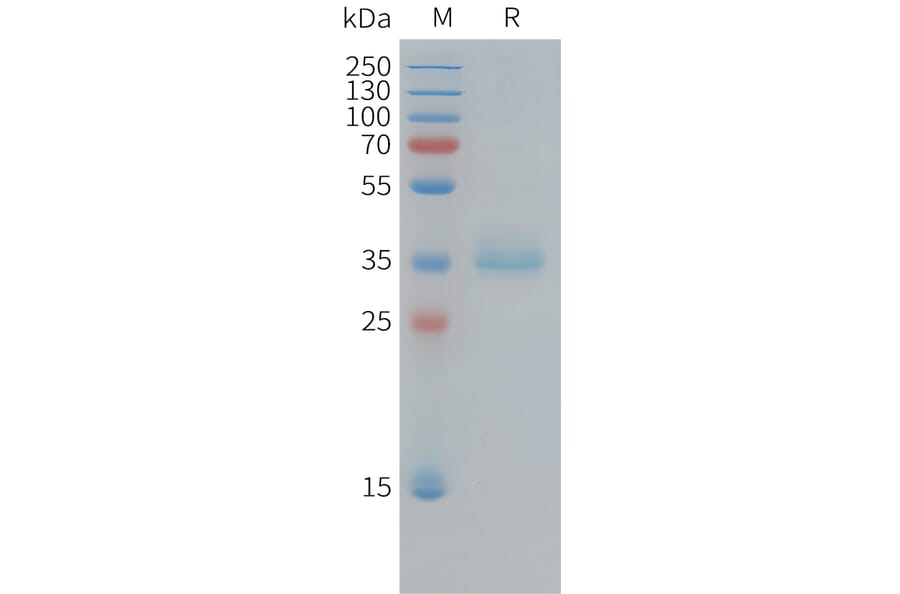 SDS-PAGE - Recombinant Human Ki67 Protein (Fc Tag) (A325015) - Antibodies.com