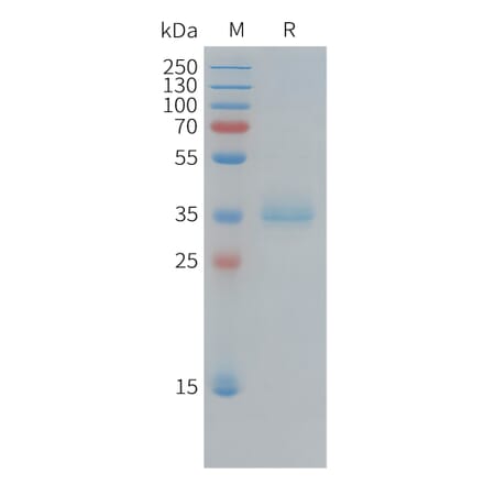 SDS-PAGE - Recombinant Human Ki67 Protein (Fc Tag) (A325015) - Antibodies.com