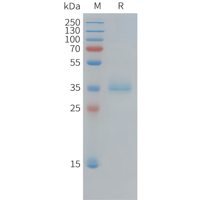 SDS-PAGE - Recombinant Human Ki67 Protein (Fc Tag) (A325015) - Antibodies.com