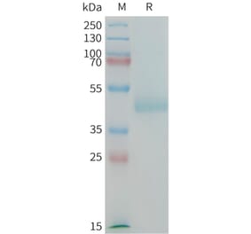 SDS-PAGE - Recombinant Human LI Cadherin Protein (Fc Tag) (A325019) - Antibodies.com