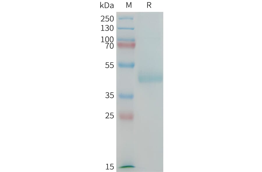 SDS-PAGE - Recombinant Human LI Cadherin Protein (Fc Tag) (A325019) - Antibodies.com