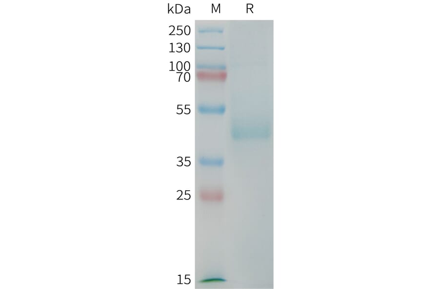 SDS-PAGE - Recombinant Human LI Cadherin Protein (Fc Tag) (A325020) - Antibodies.com