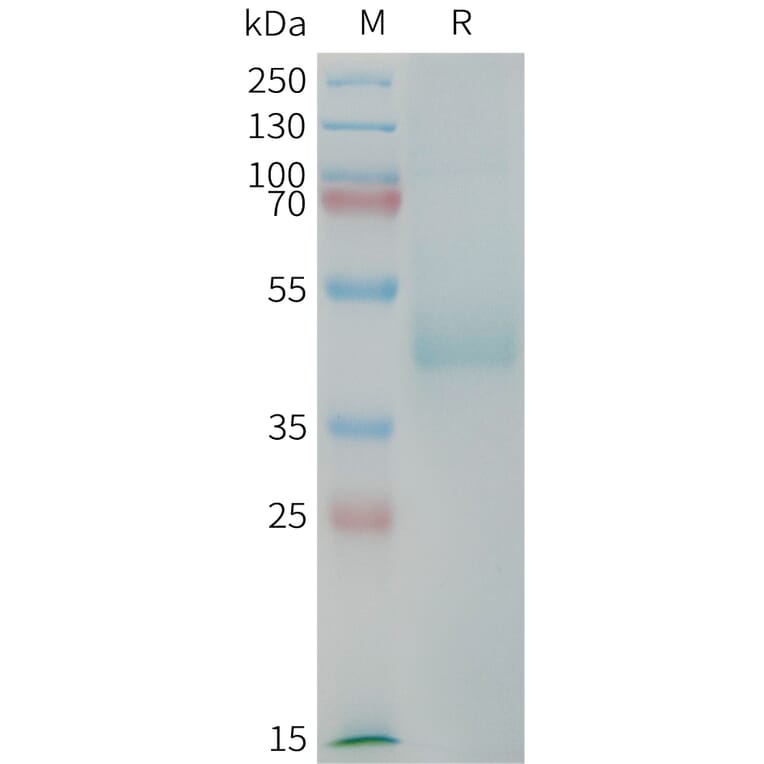 SDS-PAGE - Recombinant Human LI Cadherin Protein (Fc Tag) (A325020) - Antibodies.com