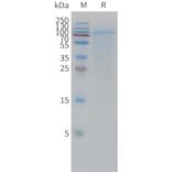 SDS-PAGE - Recombinant Human Lingo1 Protein (6xHis Tag) (A325021) - Antibodies.com