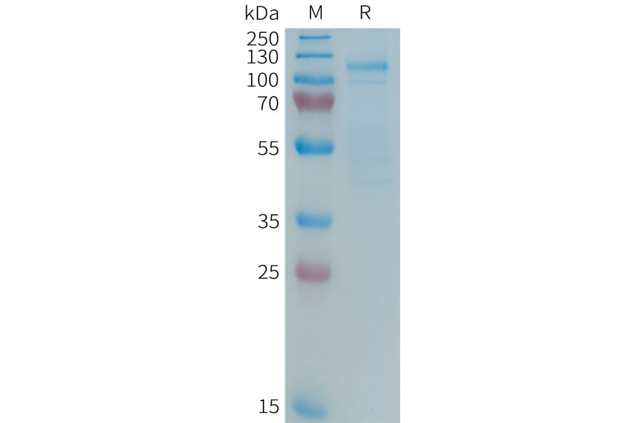 SDS-PAGE - Recombinant Human LRP5 Protein (Fc Tag) (A325023) - Antibodies.com