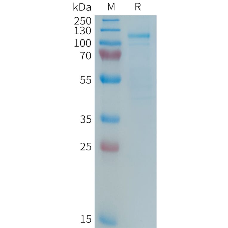 SDS-PAGE - Recombinant Human LRP5 Protein (Fc Tag) (A325023) - Antibodies.com