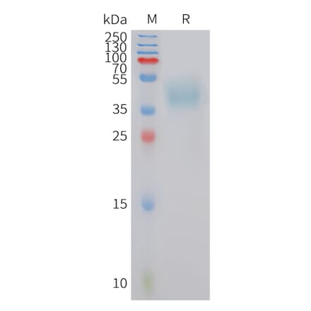 SDS-PAGE - Recombinant Human MC4-R Protein (Fc Tag) (A325026) - Antibodies.com