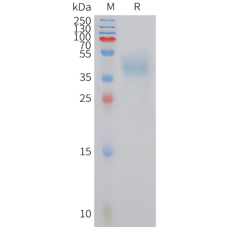 SDS-PAGE - Recombinant Human MC4-R Protein (Fc Tag) (A325026) - Antibodies.com