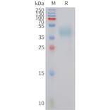 SDS-PAGE - Recombinant Human MC4-R Protein (Fc Tag) (A325026) - Antibodies.com