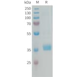 SDS-PAGE - Recombinant Human MFAP4 Protein (6xHis Tag) (A325030) - Antibodies.com