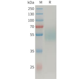 SDS-PAGE - Recombinant Human MICA Protein (Fc Tag) (A325032) - Antibodies.com