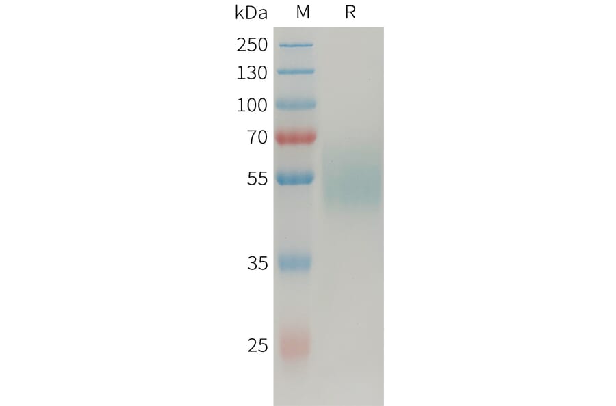 SDS-PAGE - Recombinant Human MICA Protein (Fc Tag) (A325032) - Antibodies.com