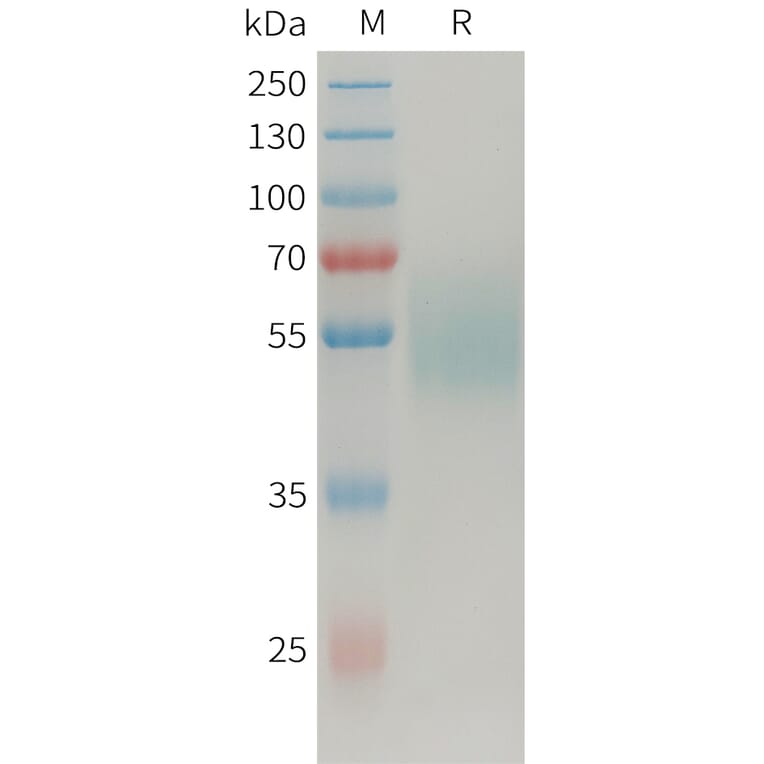 SDS-PAGE - Recombinant Human MICA Protein (Fc Tag) (A325032) - Antibodies.com