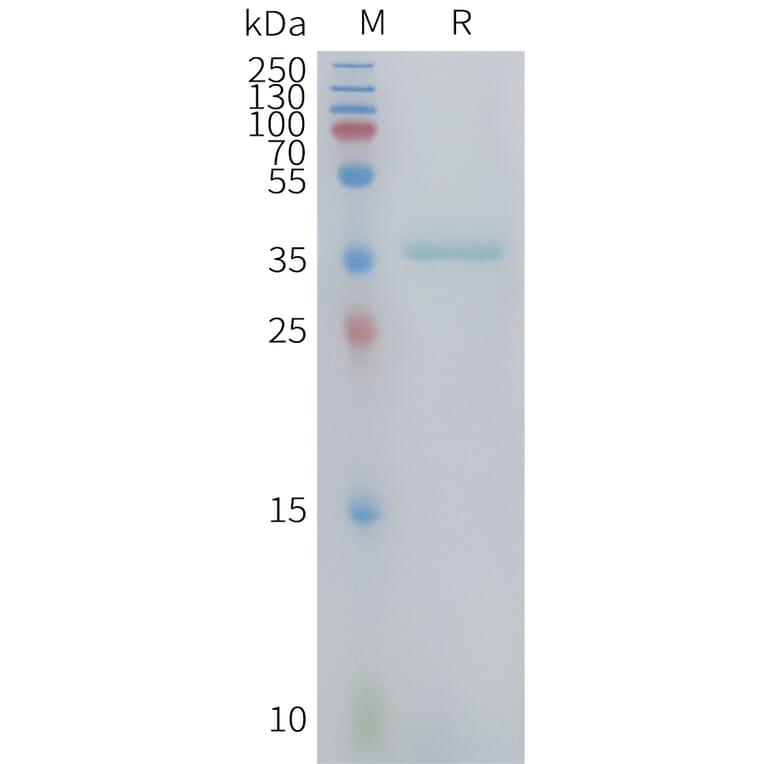 SDS-PAGE - Recombinant Human MIP-1 alpha/CCL3 Protein (Fc Tag) (A325033) - Antibodies.com