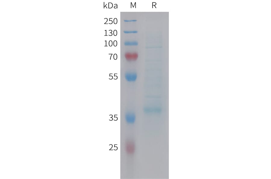 SDS-PAGE - Recombinant Human MIP-3 beta/CCL19 Protein (Fc Tag) (A325034) - Antibodies.com