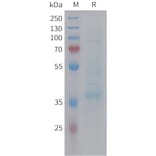 SDS-PAGE - Recombinant Human MIP-3 beta/CCL19 Protein (Fc Tag) (A325034) - Antibodies.com
