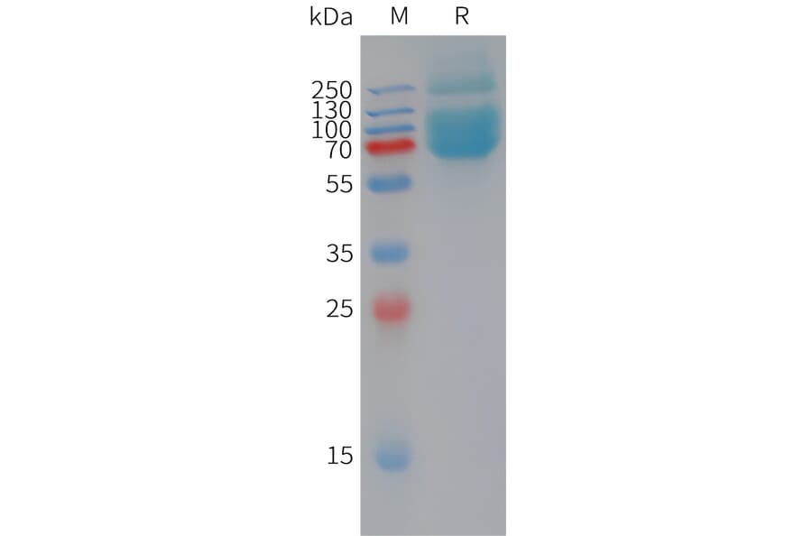 SDS-PAGE - Recombinant Human Myelin Oligodendrocyte Glycoprotein Protein (Fc Tag) (A325037) - Antibodies.com