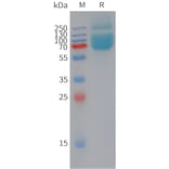 SDS-PAGE - Recombinant Human Myelin Oligodendrocyte Glycoprotein Protein (Fc Tag) (A325037) - Antibodies.com