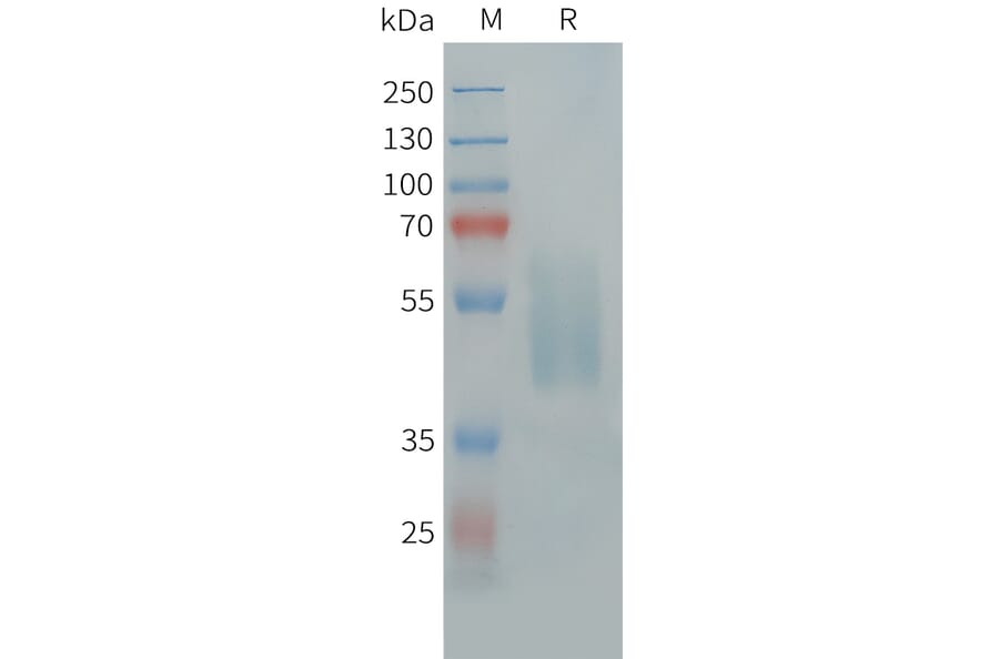 SDS-PAGE - Recombinant Human Neurotensin Receptor 1/NTSR1 Protein (Fc Tag) (A325040) - Antibodies.com