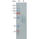SDS-PAGE - Recombinant Human Neurotensin Receptor 1/NTSR1 Protein (Fc Tag) (A325040) - Antibodies.com