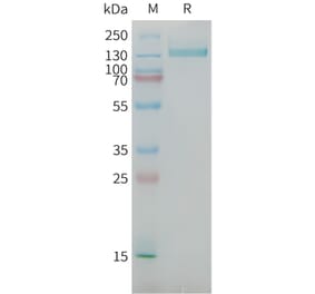 SDS-PAGE - Recombinant Human NG2 Protein (Fc Tag) (A325041) - Antibodies.com