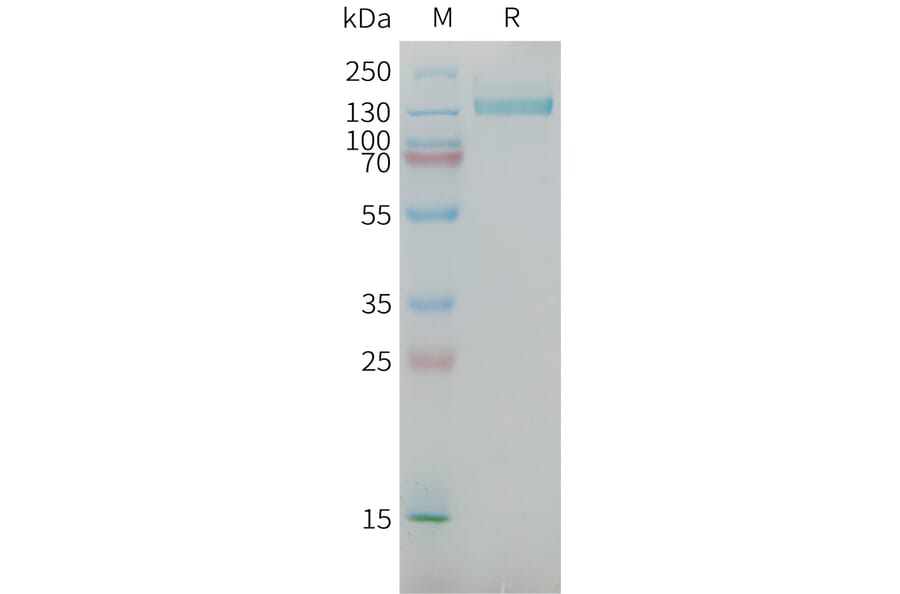 SDS-PAGE - Recombinant Human NG2 Protein (Fc Tag) (A325041) - Antibodies.com
