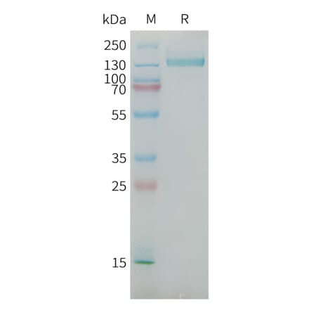 SDS-PAGE - Recombinant Human NG2 Protein (Fc Tag) (A325041) - Antibodies.com