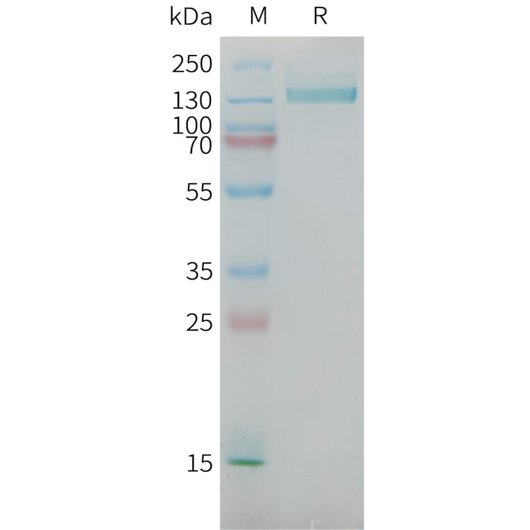 SDS-PAGE - Recombinant Human NG2 Protein (Fc Tag) (A325041) - Antibodies.com
