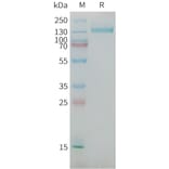 SDS-PAGE - Recombinant Human NG2 Protein (Fc Tag) (A325041) - Antibodies.com