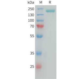 SDS-PAGE - Recombinant Human NG2 Protein (Fc Tag) (A325042) - Antibodies.com