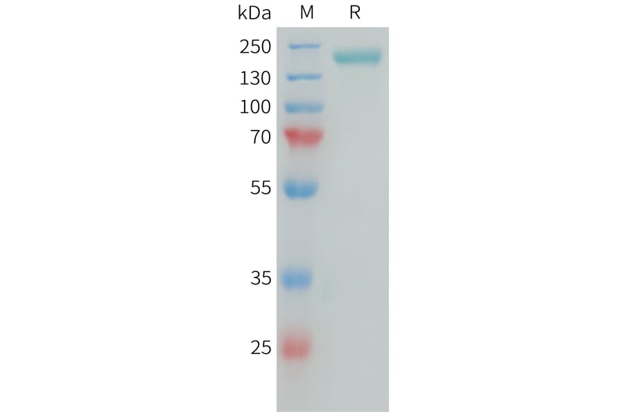 SDS-PAGE - Recombinant Human NG2 Protein (Fc Tag) (A325042) - Antibodies.com