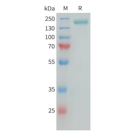SDS-PAGE - Recombinant Human NG2 Protein (Fc Tag) (A325042) - Antibodies.com
