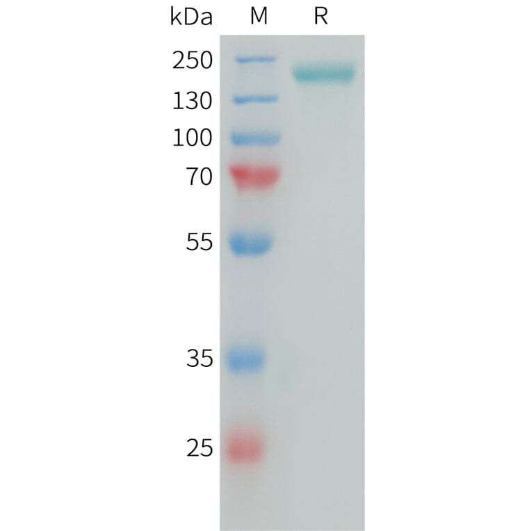 SDS-PAGE - Recombinant Human NG2 Protein (Fc Tag) (A325042) - Antibodies.com