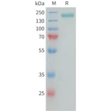 SDS-PAGE - Recombinant Human NG2 Protein (Fc Tag) (A325042) - Antibodies.com