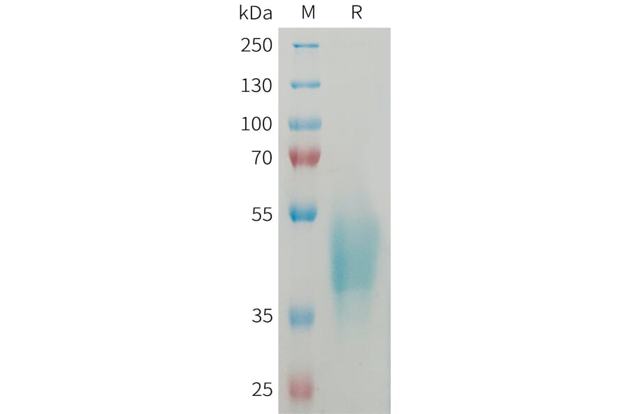 SDS-PAGE - Recombinant Human OSCAR/Osteoclast-Associated Receptor Protein (6xHis Tag) (A325044) - Antibodies.com