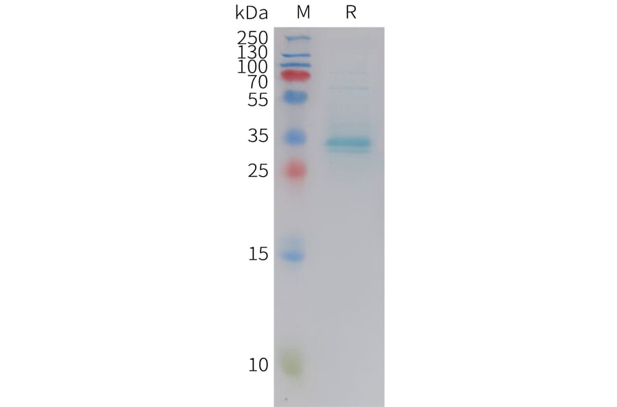 SDS-PAGE - Recombinant Human Parathyroid Hormone Protein (Fc Tag) (A325045) - Antibodies.com