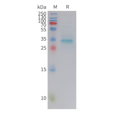 SDS-PAGE - Recombinant Human Parathyroid Hormone Protein (Fc Tag) (A325045) - Antibodies.com