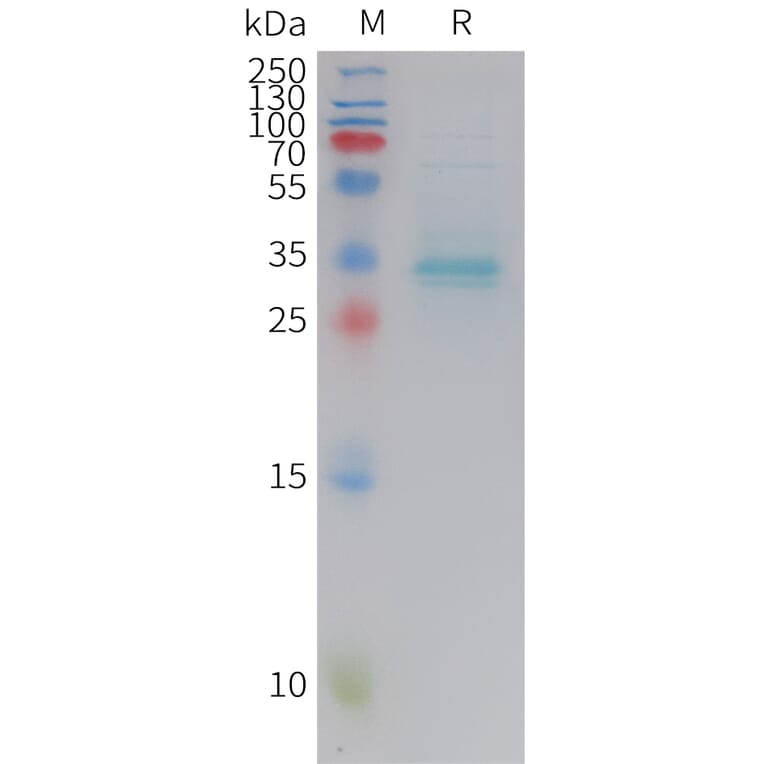 SDS-PAGE - Recombinant Human Parathyroid Hormone Protein (Fc Tag) (A325045) - Antibodies.com