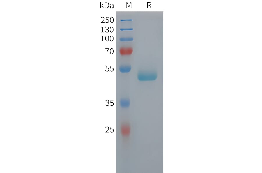 SDS-PAGE - Recombinant Human PEDF Protein (6xHis Tag) (A325047) - Antibodies.com