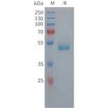 SDS-PAGE - Recombinant Human PEDF Protein (6xHis Tag) (A325047) - Antibodies.com