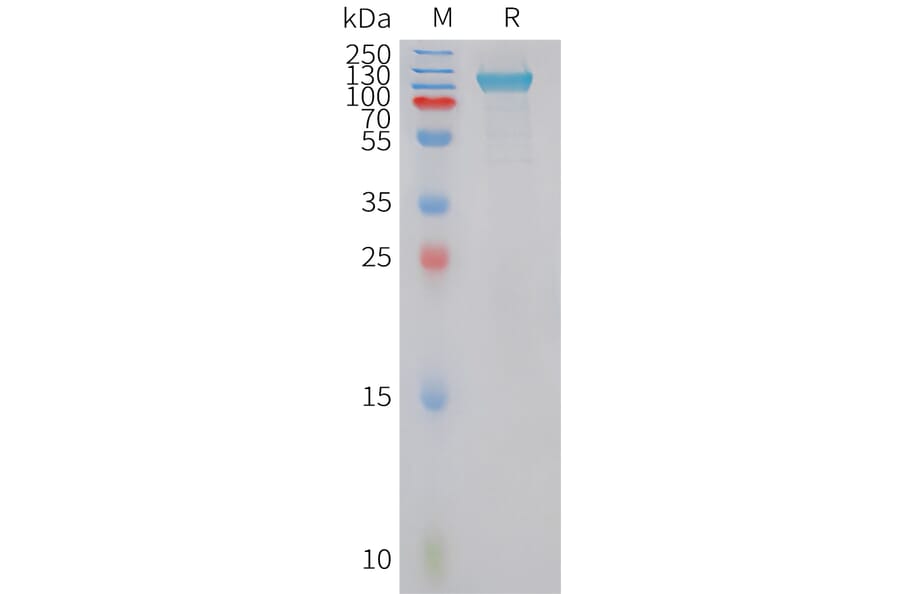 SDS-PAGE - Recombinant Human PLD4 Protein (Fc Tag) (A325048) - Antibodies.com
