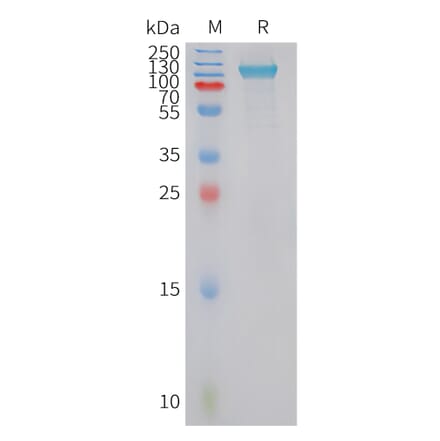 SDS-PAGE - Recombinant Human PLD4 Protein (Fc Tag) (A325048) - Antibodies.com