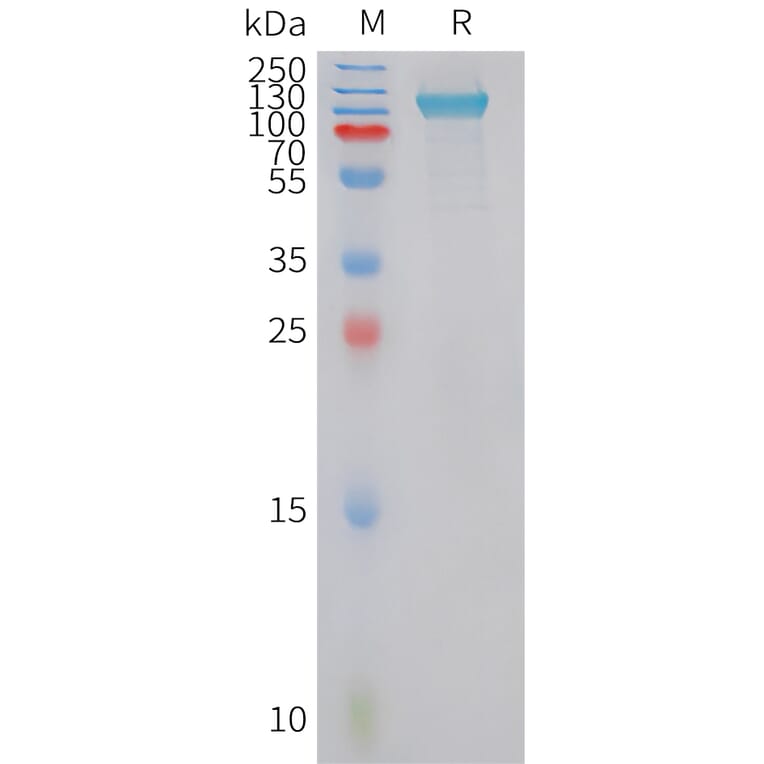 SDS-PAGE - Recombinant Human PLD4 Protein (Fc Tag) (A325048) - Antibodies.com