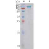 SDS-PAGE - Recombinant Human PLD4 Protein (Fc Tag) (A325048) - Antibodies.com