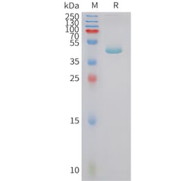 SDS-PAGE - Recombinant Human Prealbumin Protein (Fc Tag) (A325050) - Antibodies.com